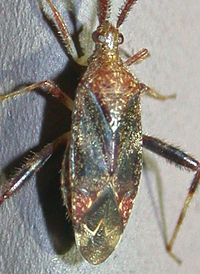 Clouded Plant Bug